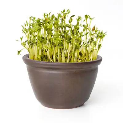 Domestic Handmade Bean Sprout Steamer Single Unit (Bean Sprout Growing Container Onggi Pot Household Barley Sprout Cultivation Institutional Events)