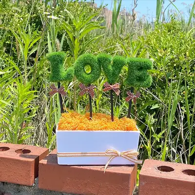 LOVEグリーン オレンジ モスアイビー 植木鉢 | 空気浄化