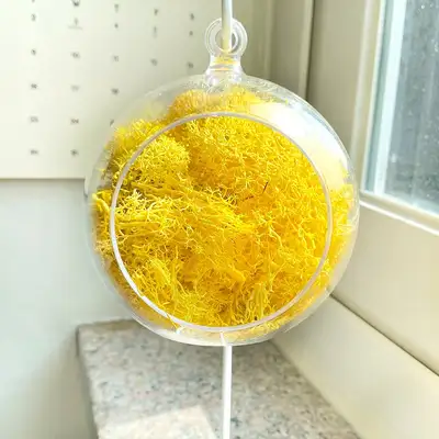 12cm Yellow Moss Hanging Ball | Natural Moss