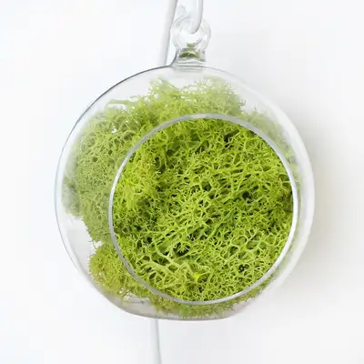 12cm Light Green Moss Hanging Ball | Natural Moss Air-Purifying Plant