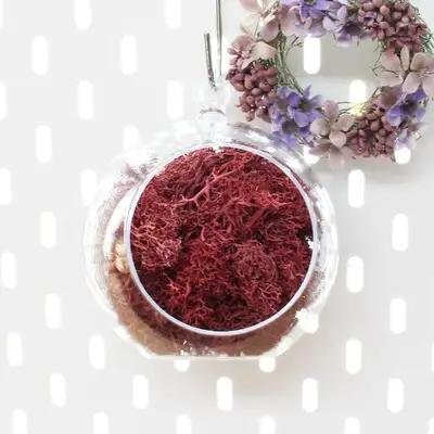 12cm Burgundy Moss Hanging Ball Planter - Natural Moss Wall Decoration