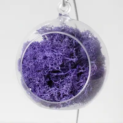 12cm Purple Moss Hanging Ball | Natural Moss Air-Purifying Plant