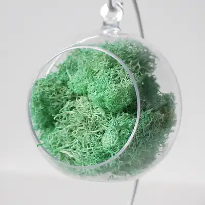 12cm Mint Moss Hanging Ball | Natural Moss Air-Purifying Plant